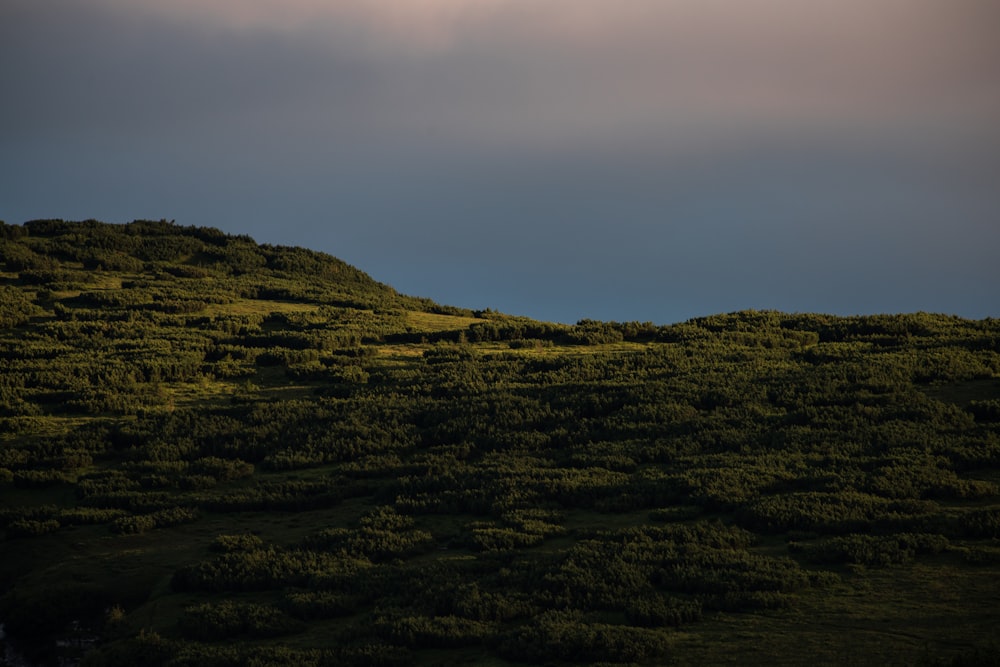 green grass field