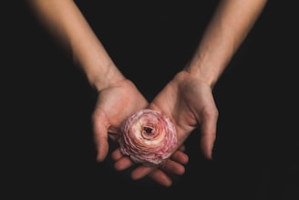 eine Person hält eine pinke Blume in den Händen