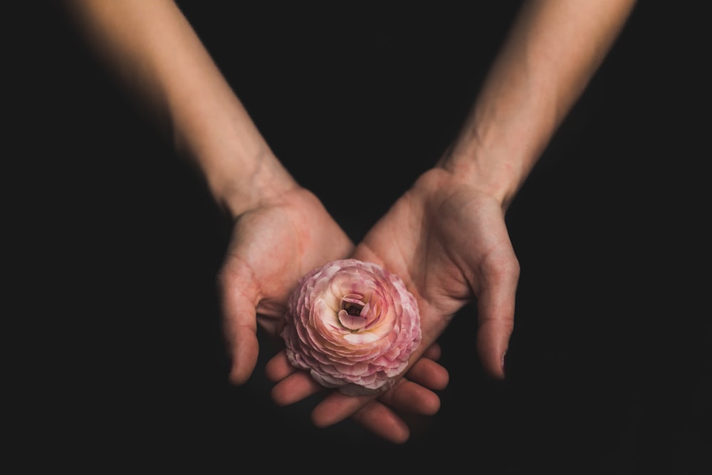 person holding pink flower