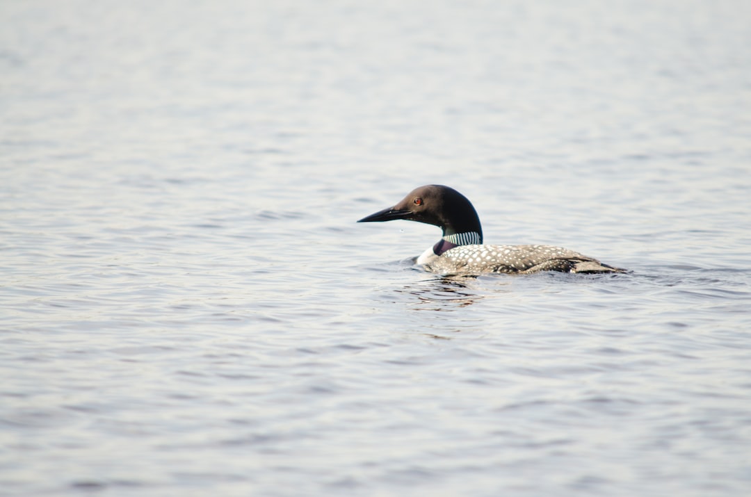 gray and black duck on body of water