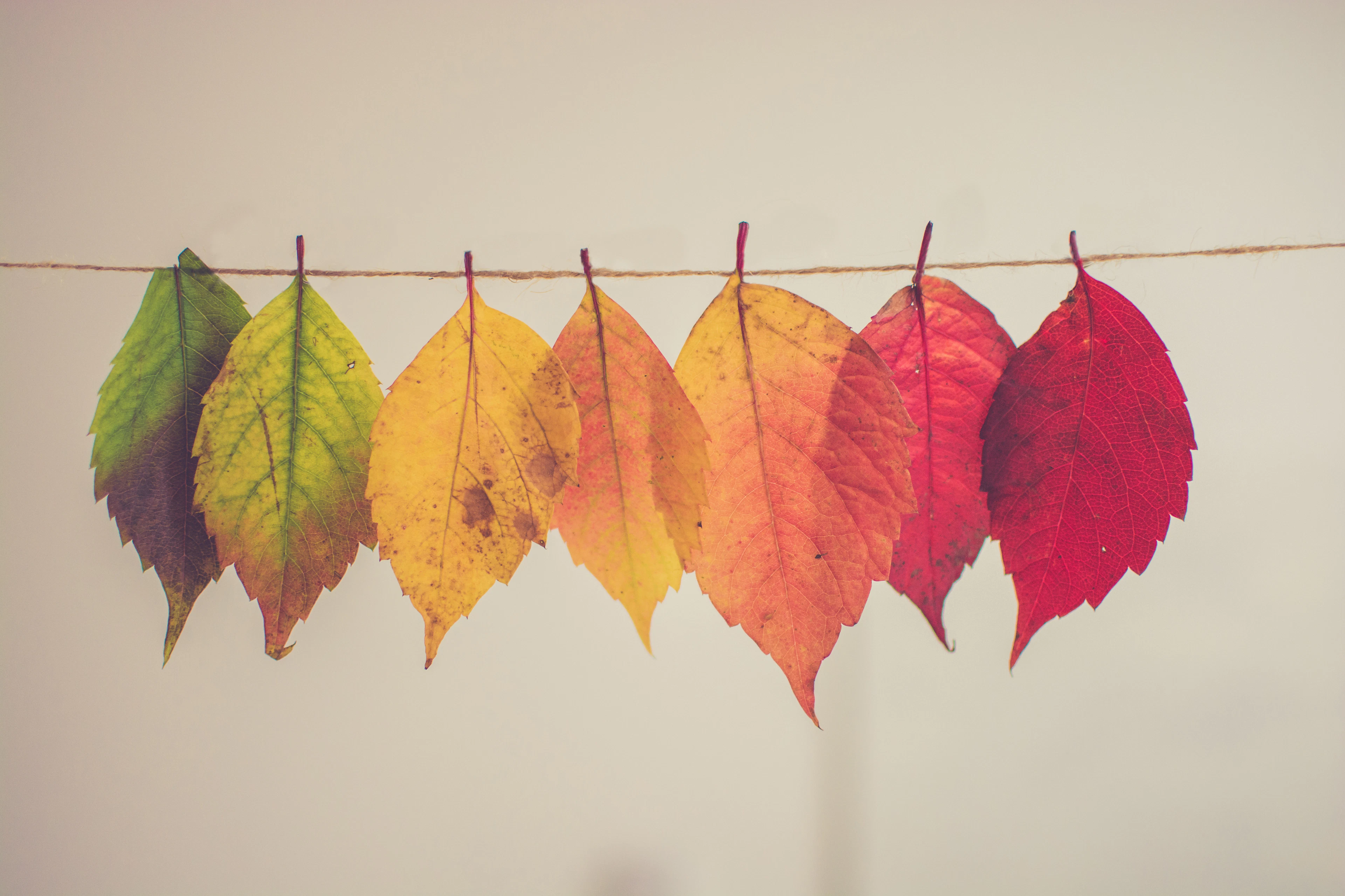 Colorful autumn leaves hung on a line