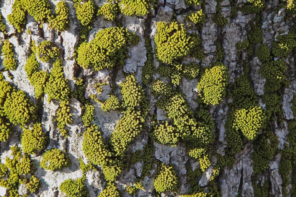 aerial photo of green trees