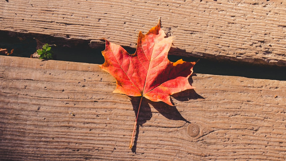 red maple leaf