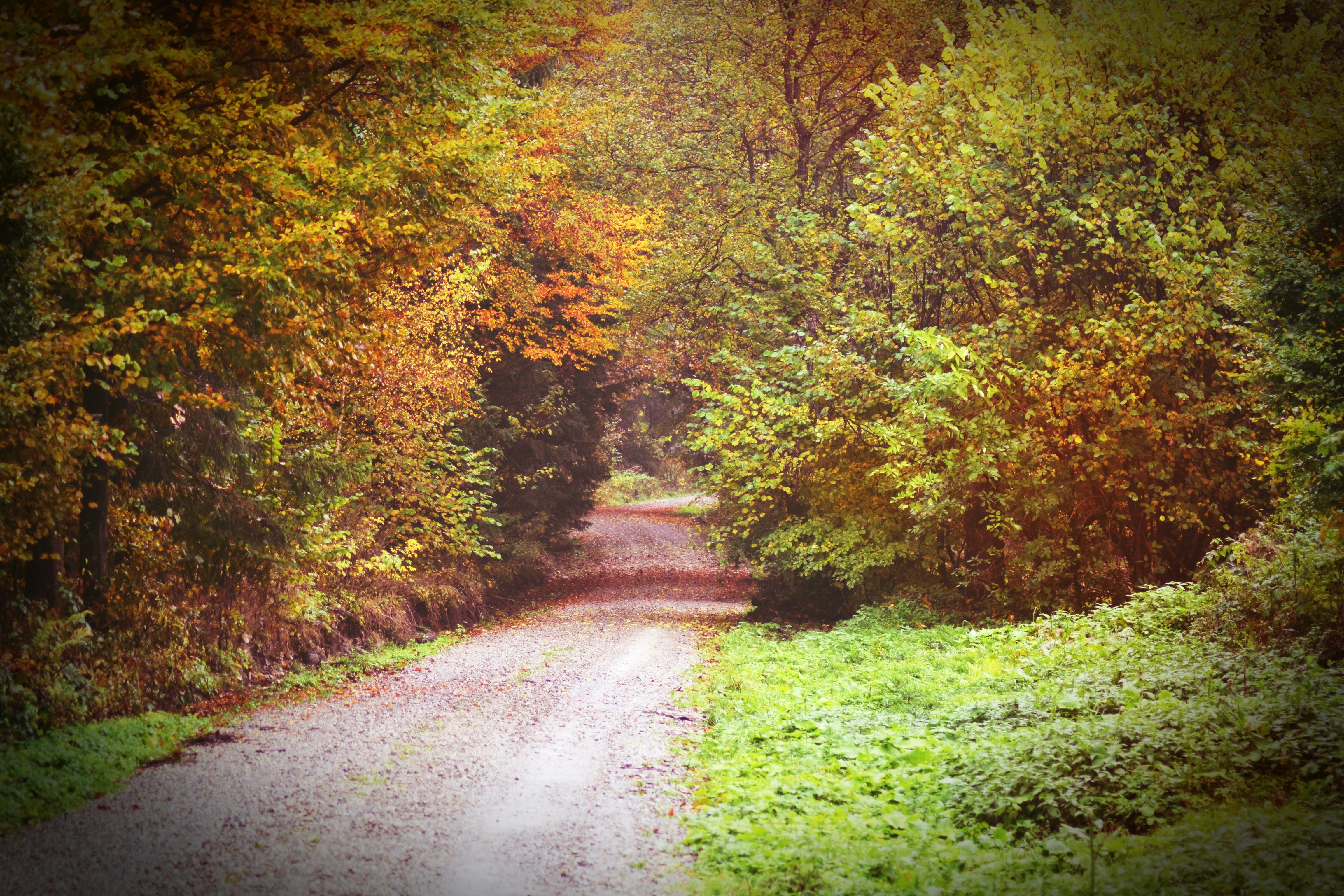 Зеленые осенью фото Магнитный пазл 27x18см."Осень, цвета, зеленый" на холодильник купить с доставк