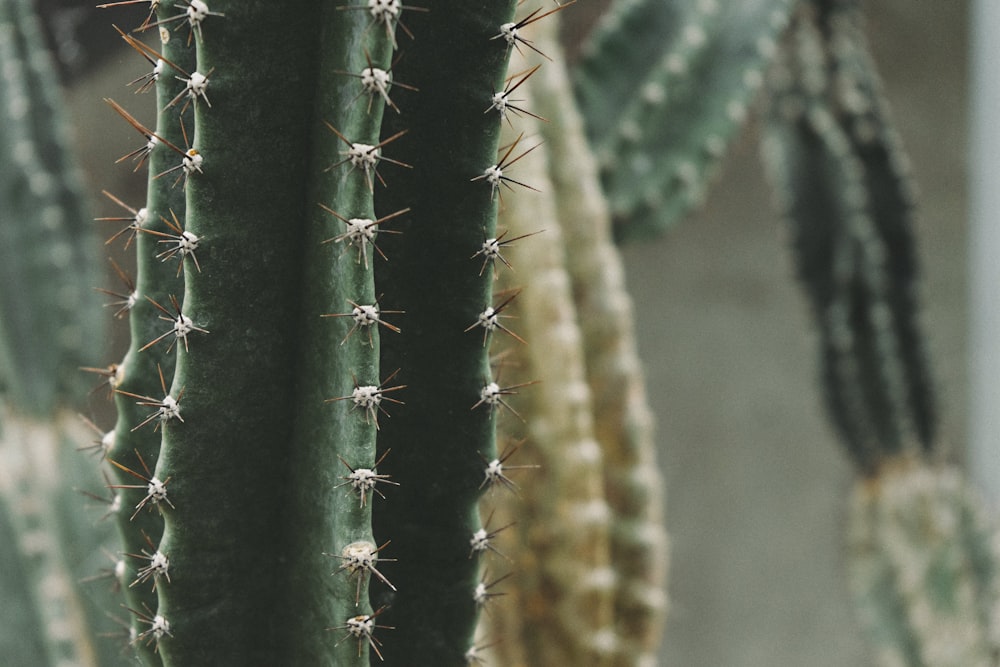 Fotografía de primer plano de cactus verde