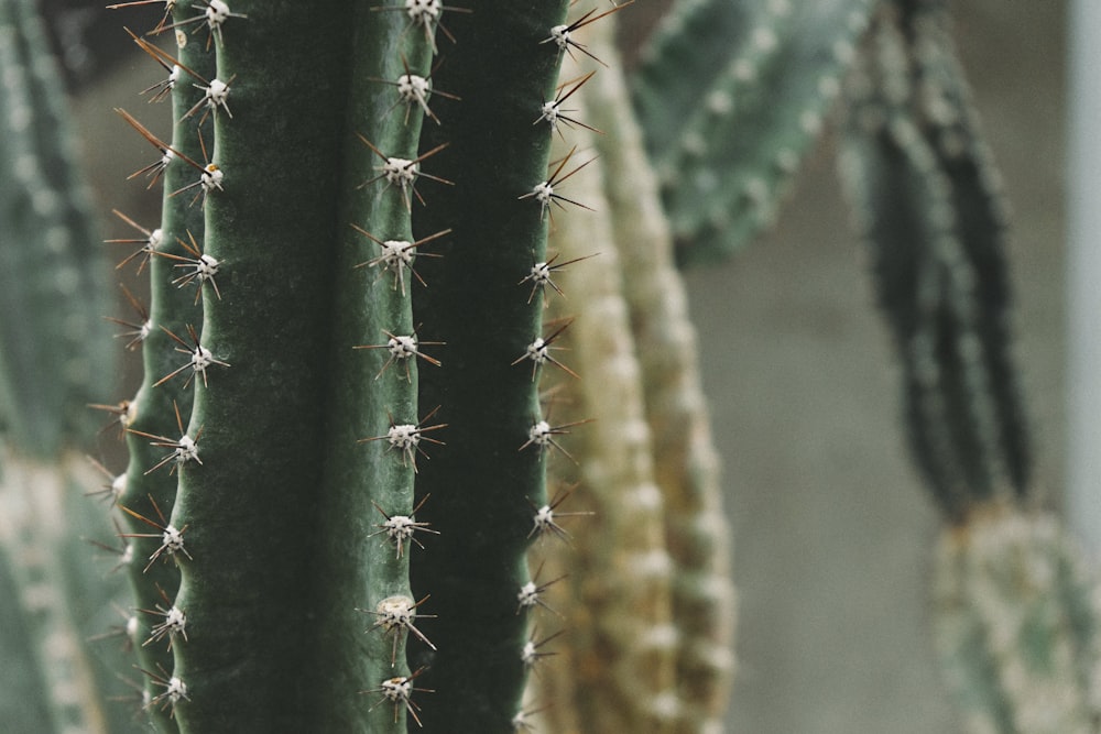 close up photography of green cactus
