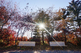 Sunset casting warm golden light over a quiet park bench surrounded by autumn leaves.