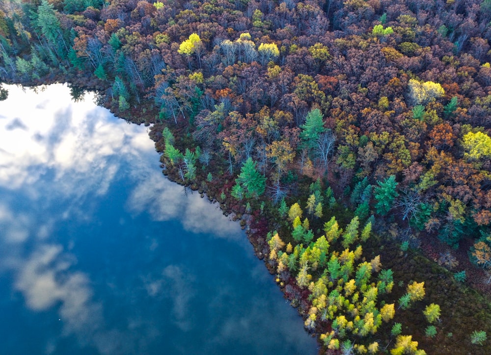 bird's eye photography of ocean and trees