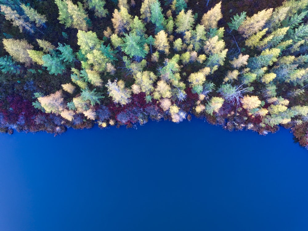 aerial view of pine tress