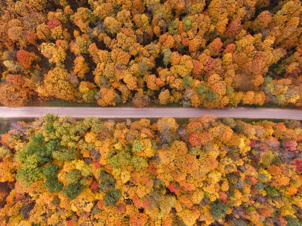 aerial view of road surrounded by trees