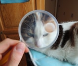 A veterinarian examining a cat.
