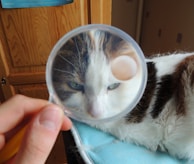 Students attentively watching a live demonstration of neurological examination techniques on a cat.