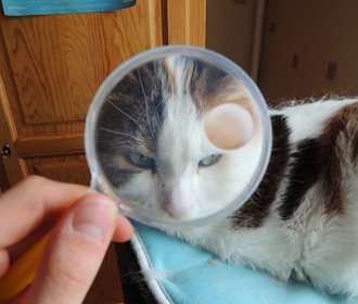 A veterinary oncologist examining a cat.