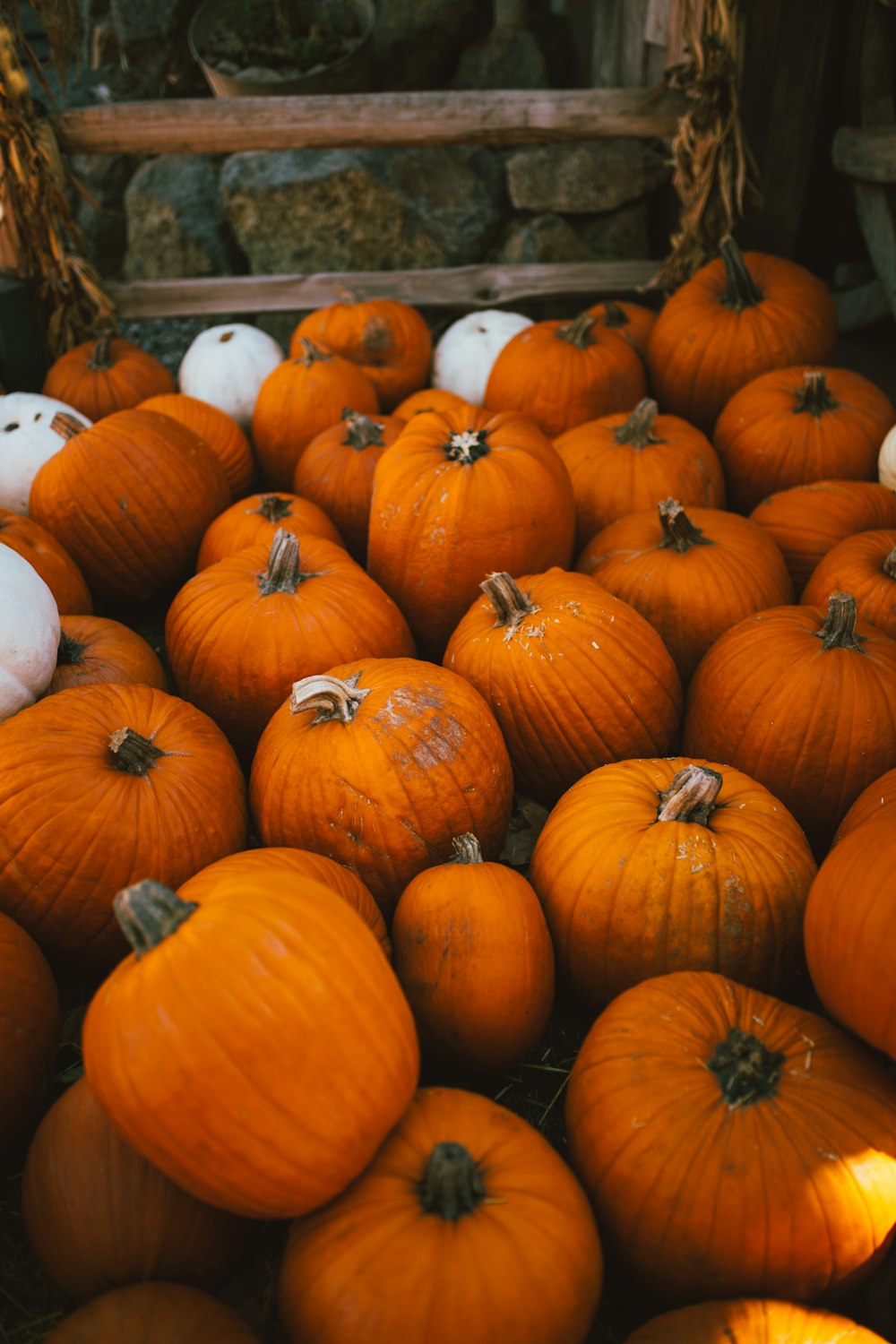 orange pumpkins