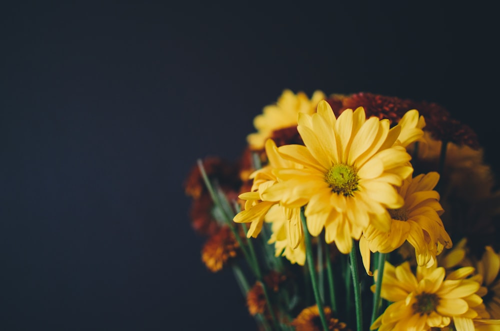 yellow petaled flowers