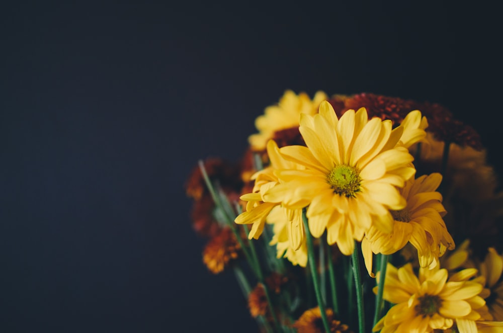 fiori dai petali gialli