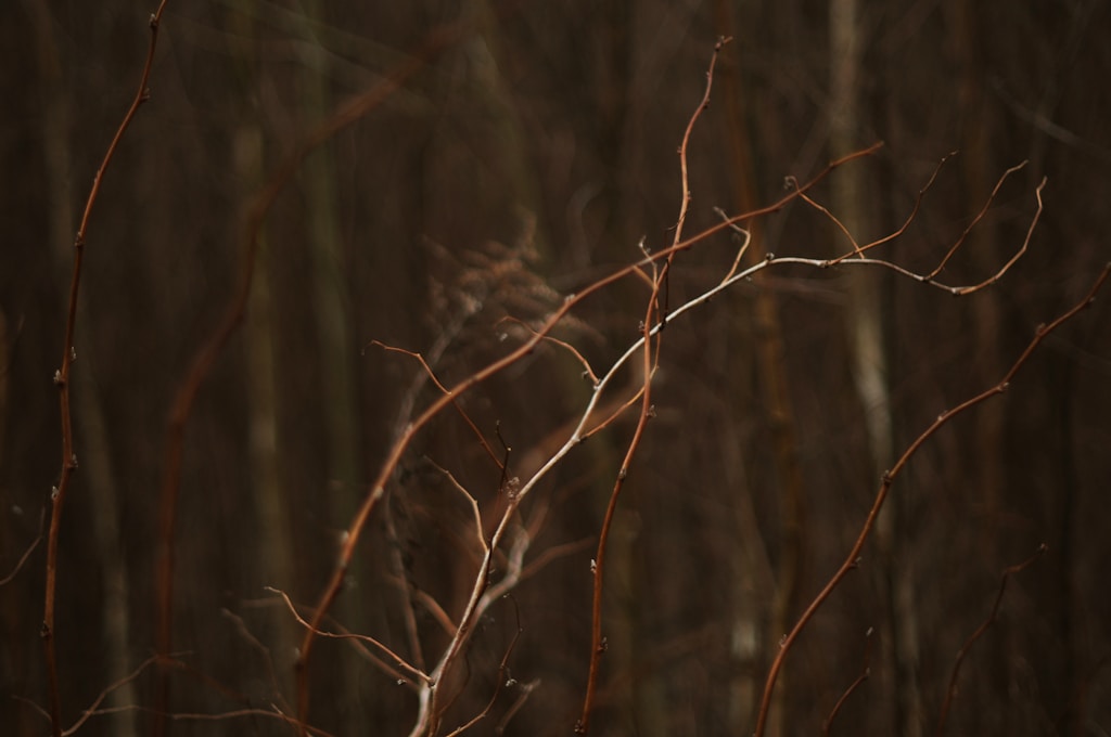 Decorative Branches