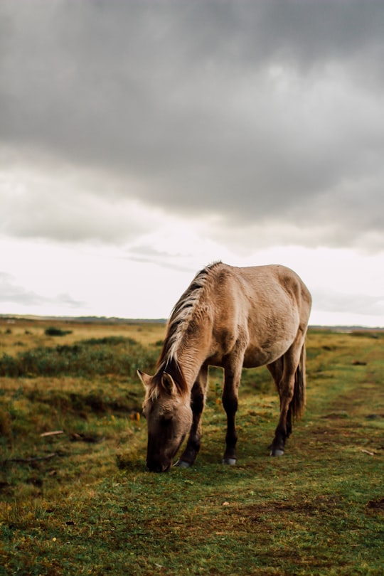 brown horse in Engure Latvia