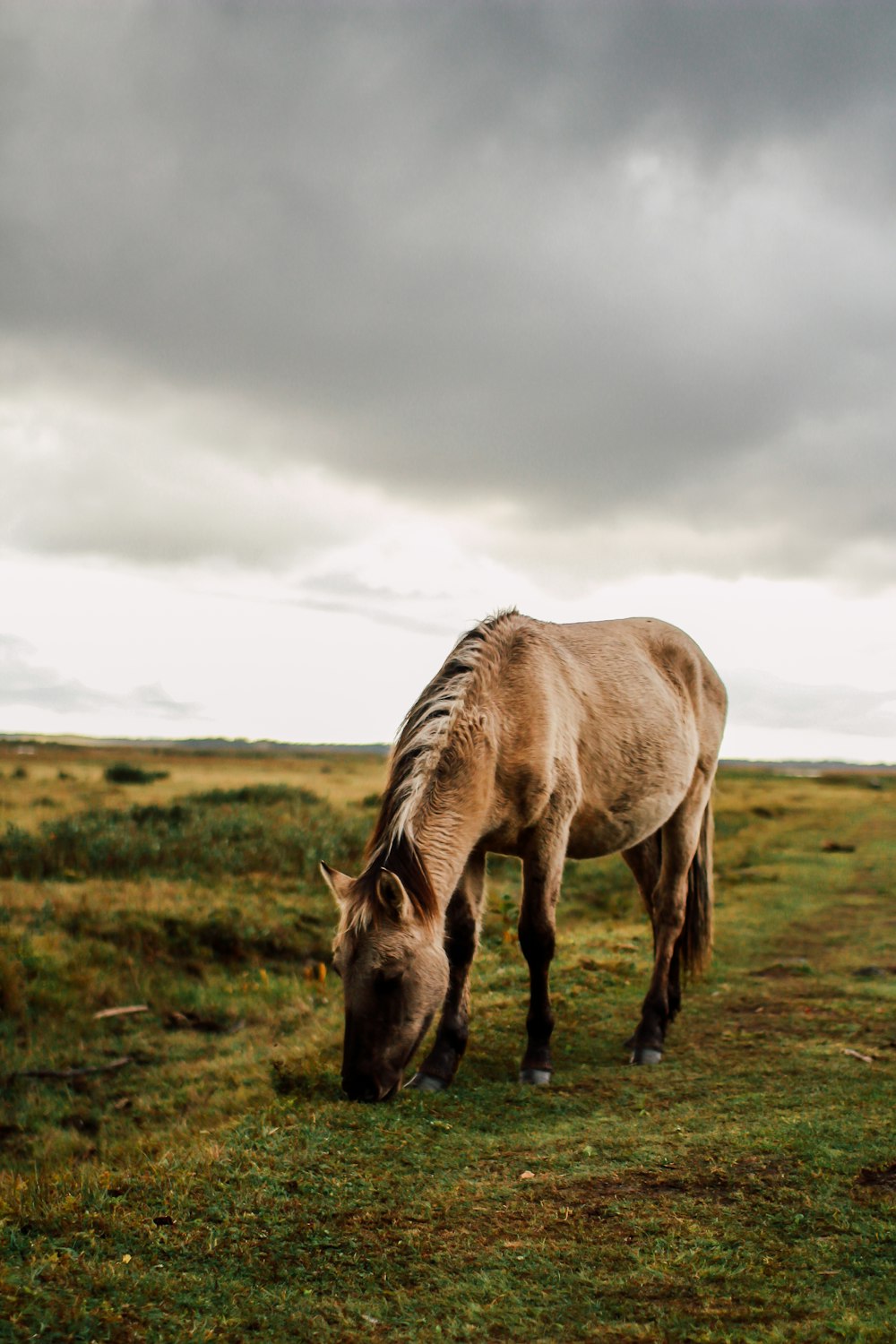 brown horse