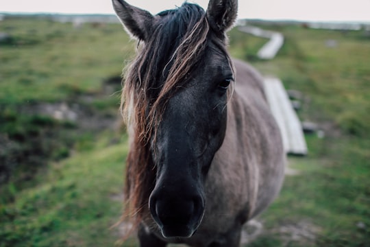 gray stallion horse on green field in Engure Latvia