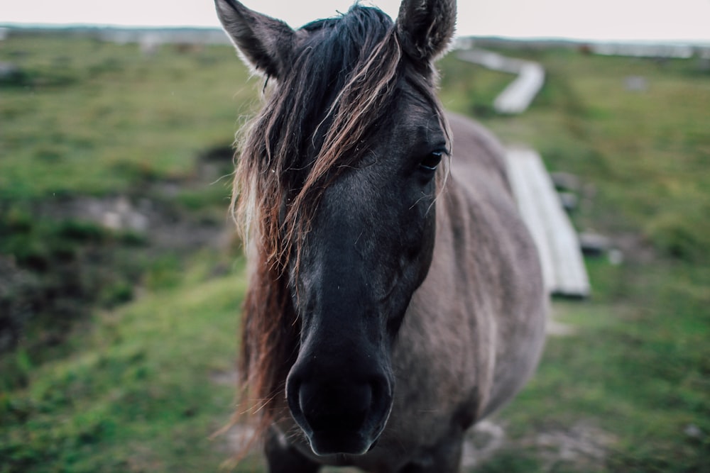 gray stallion horse on green field