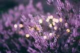 Soft focus on a lavender bouquet next to a flickering candle in a star-lit room