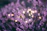 A soft lavender background with delicate silver stars twinkling gently.