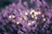 A soft lavender background with delicate silver stars twinkling gently.