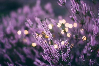 Lavender is used from aromatherapy to promote relaxation