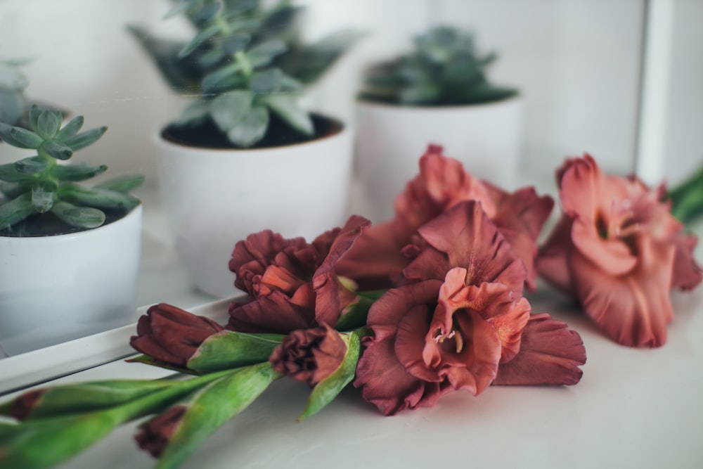 fleurs rouges à côté de plantes succulentes dans des pots sur la table