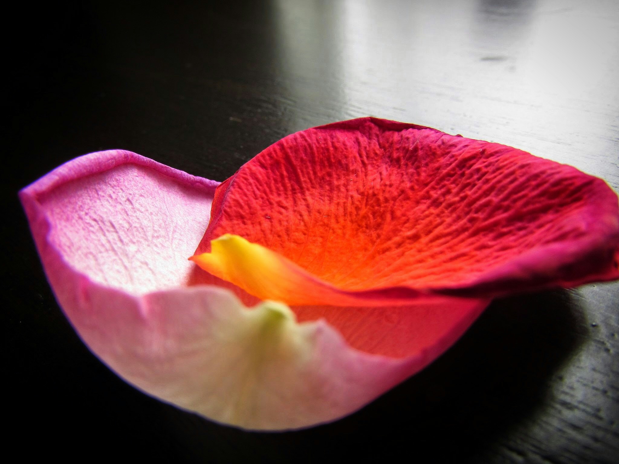 Лепесток цветка. Лепестки розовых роз. Лепесток цветка. Лепесток. Лепестки цветов.