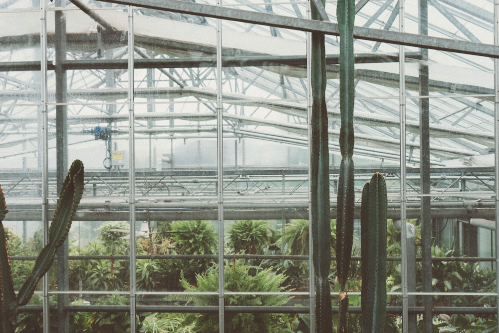 green plants inside building