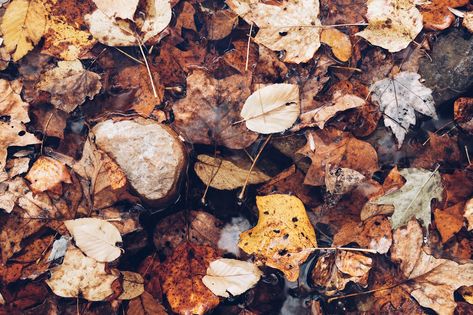 Fujifilm X-Pro2 sample photo. Brown dry leaves on photography