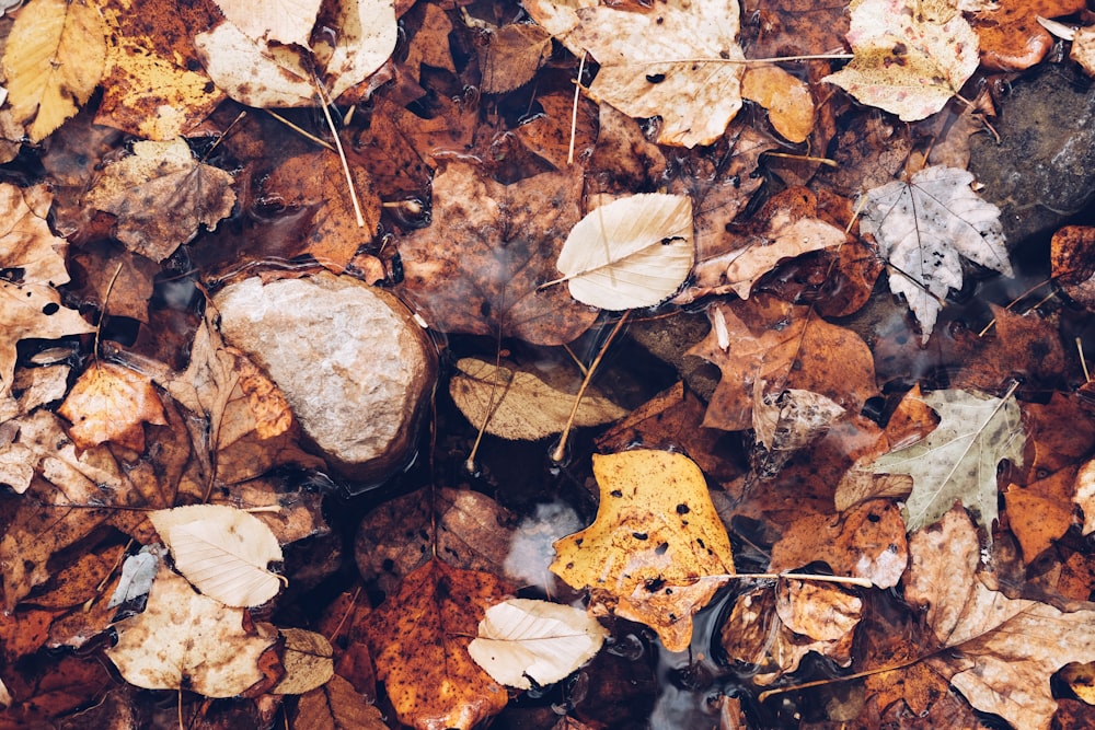 brown dry leaves on water during daytime