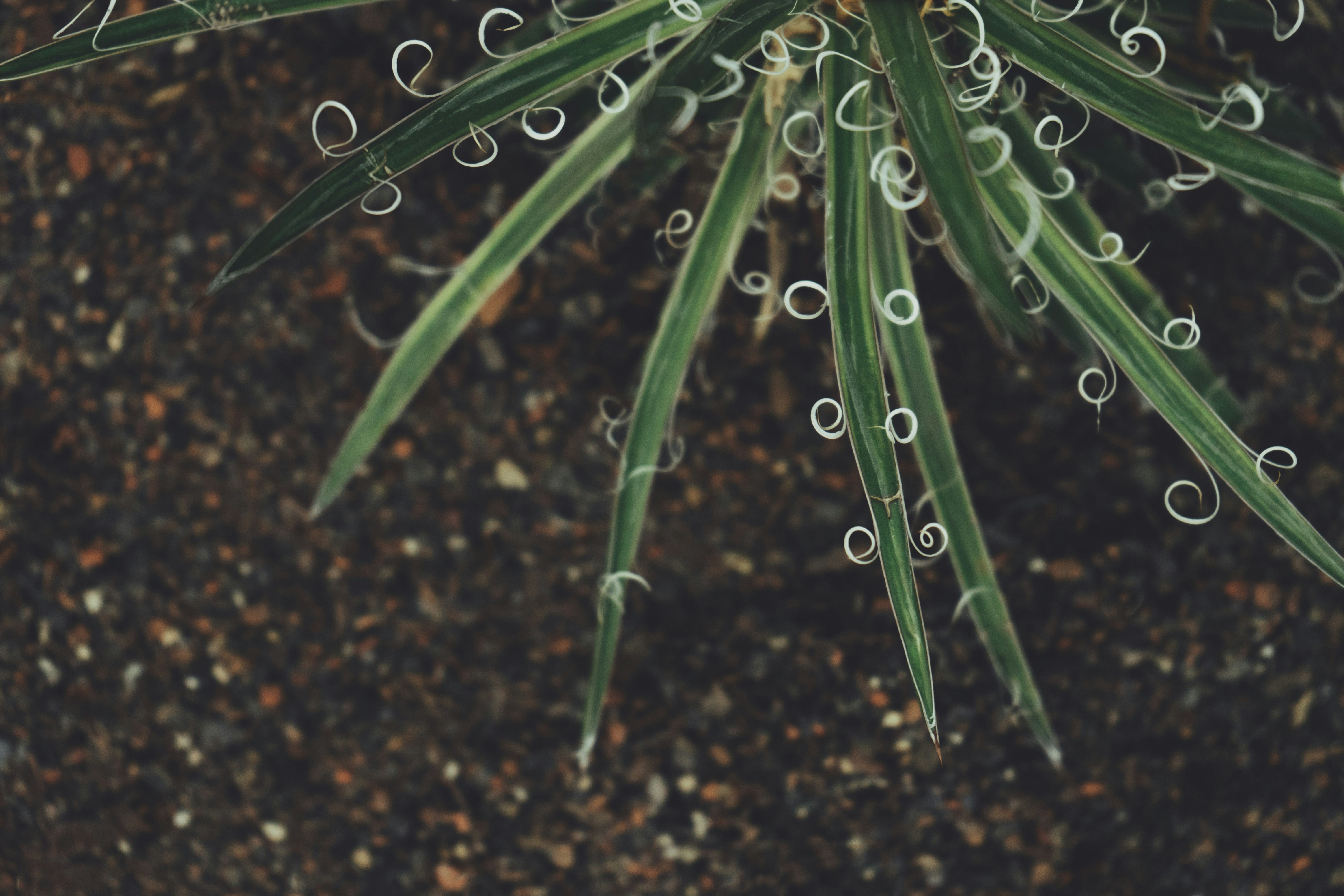 Botanical Plant Greenhouse And Leafe Hd Photo By Scott Webb