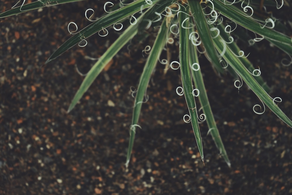 Botanical Plant Greenhouse And Leafe Hd Photo By Scott Webb