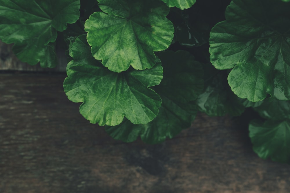 selective focus photography of green leaf