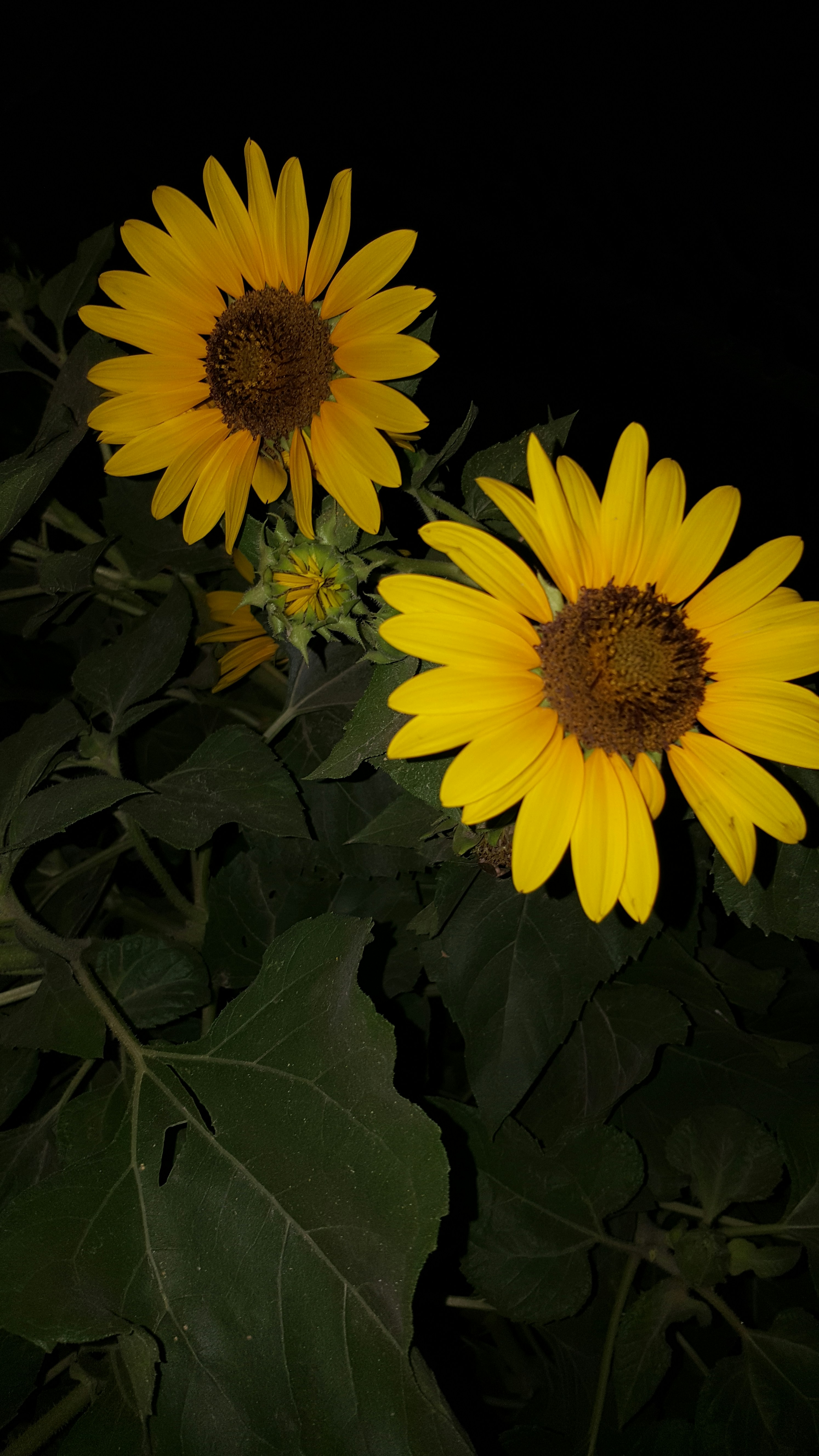 Free Unsplash photo from Muhammad Tayyab Tariq