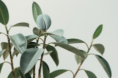 green rubber fig plant
