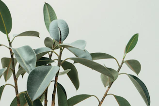 green rubber fig plant