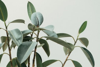 green rubber fig plant