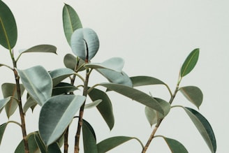 green rubber fig plant