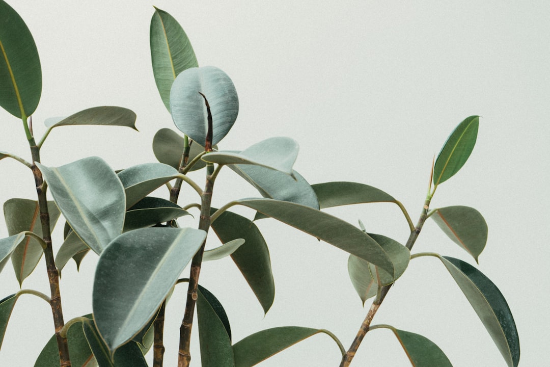 Workspace with plants