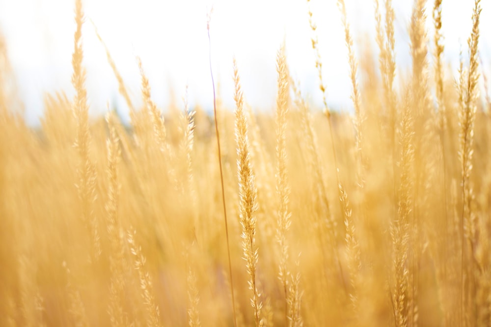 brown grains