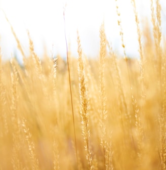 brown grains