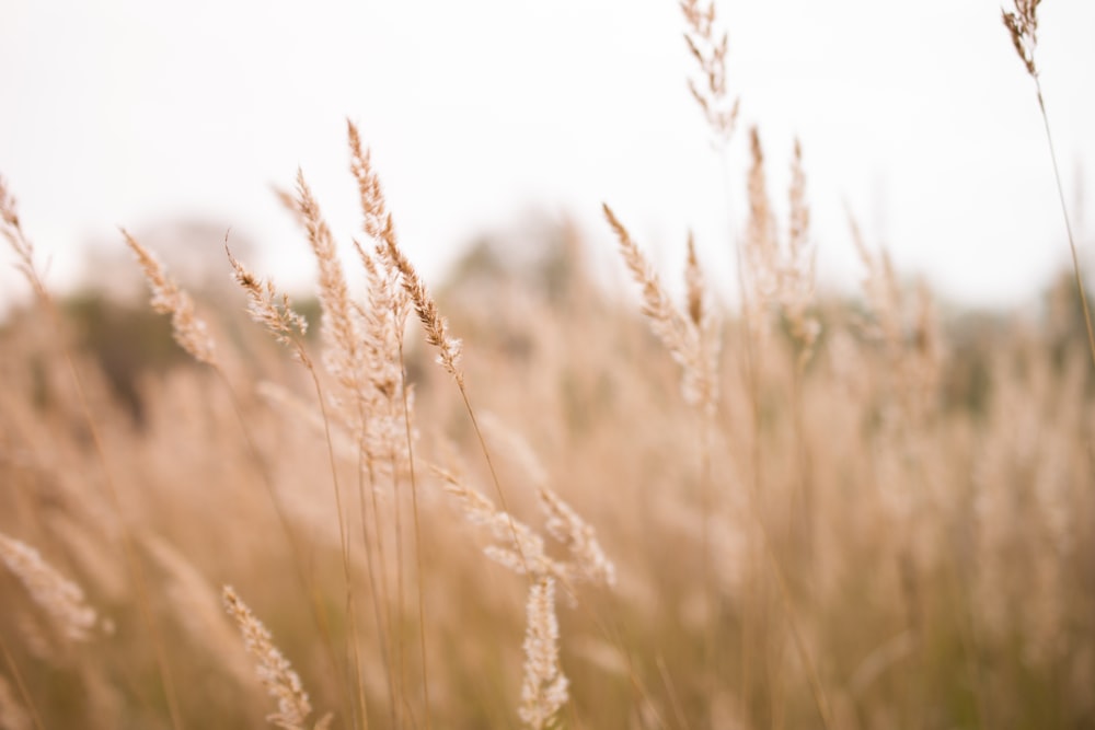 wheat field