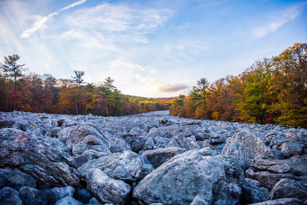 piedras grises y árboles marrones bajo el cielo blanco y azul