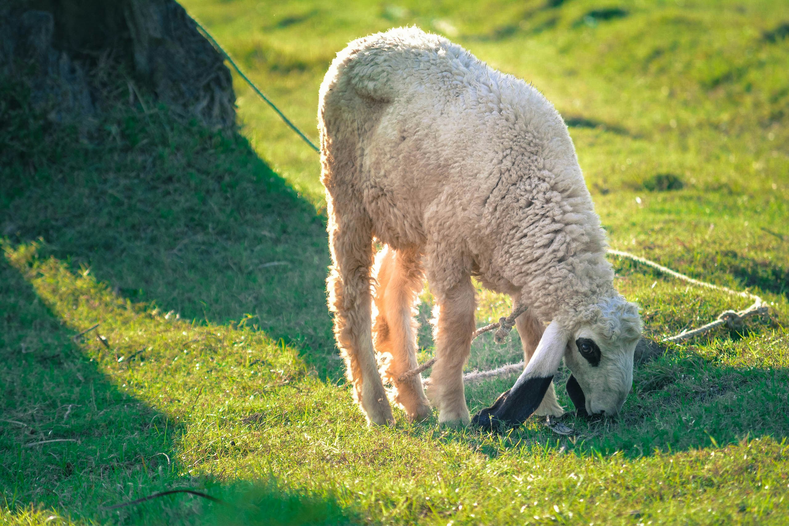 Free Unsplash photo from Behroz Malik