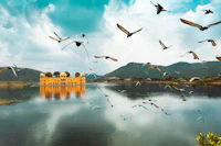 birds flying over the lake during daytime