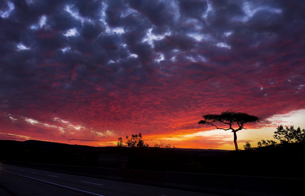 silhueta das árvores sob o céu nublado durante o pôr do sol